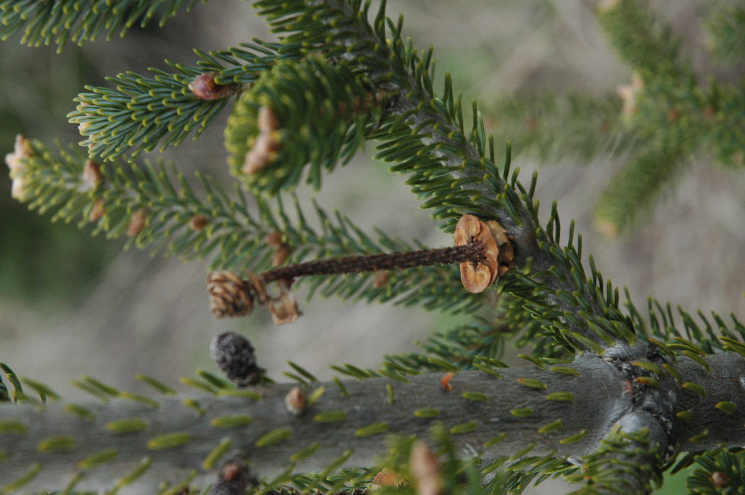 Stalks on Christmas trees.